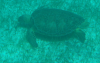 sea turtle under in the ocean